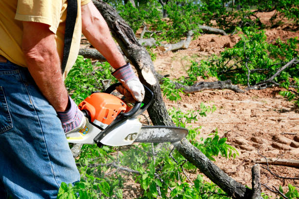 Best Emergency Storm Tree Removal  in Midwest City, OK